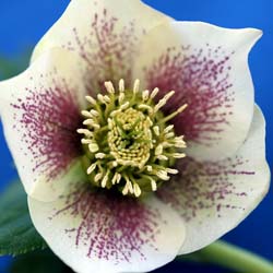 Lenten Rose 'White lady spotted'